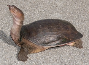 Floridasoftshellturtle-cropped[1]