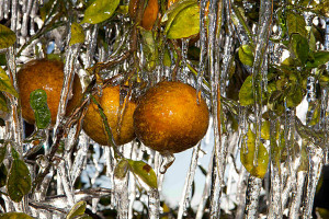 Frozen%20Oranges[1]