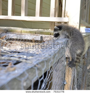 stock-photo-baby-raccoon-climbing-on-chicken-coop-75311776[1]