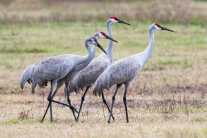 four-sandhill-cranes[1]